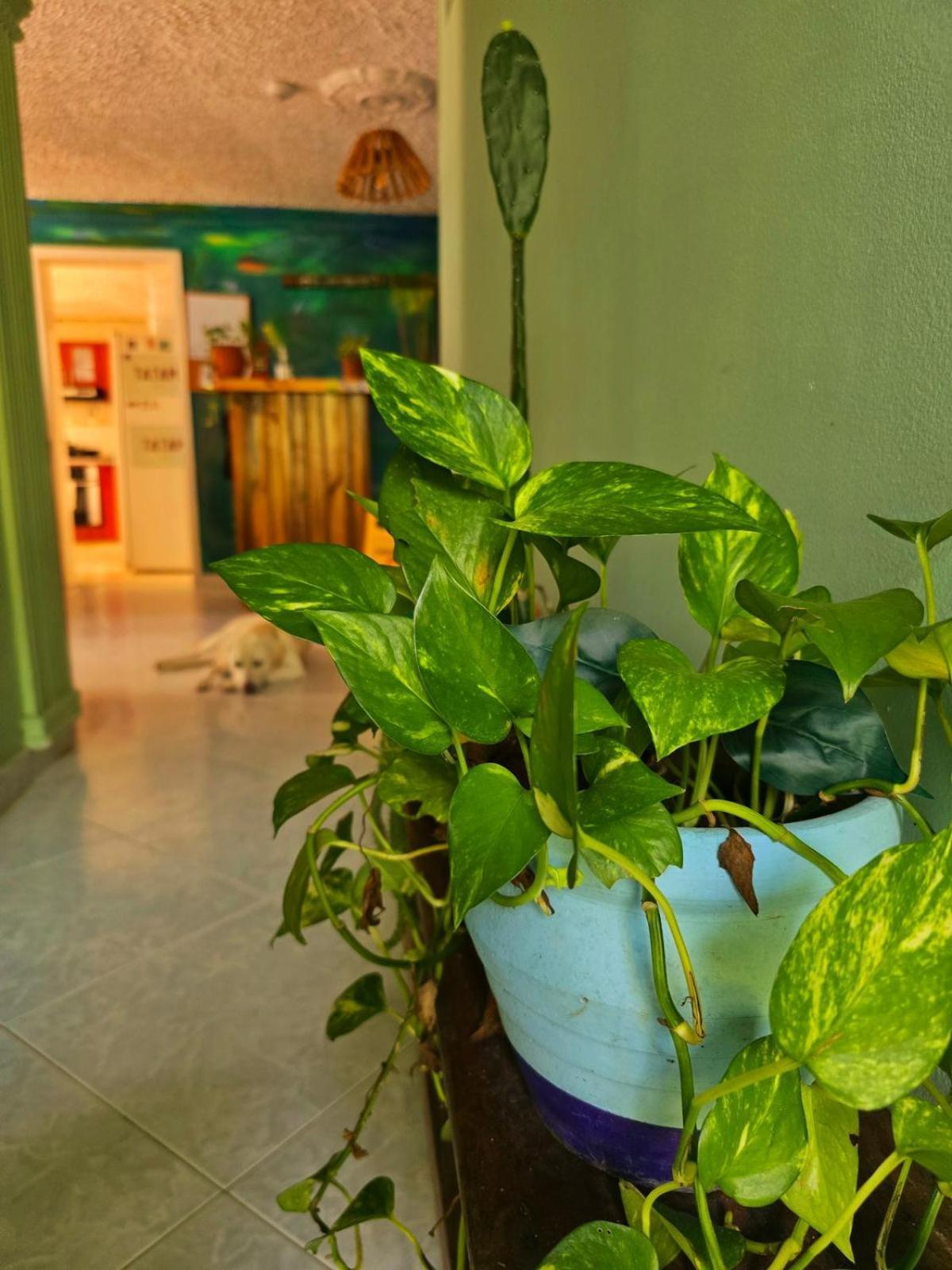 Tatami Hostel Bucaramanga Eksteriør billede